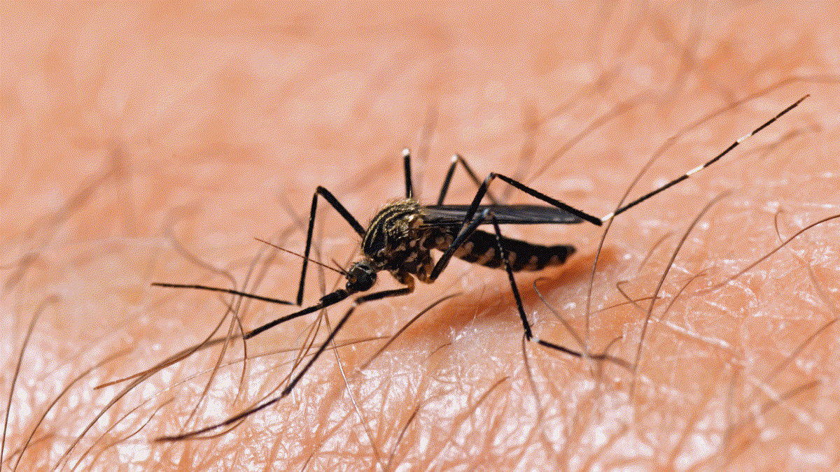 West Nile Virus Alert