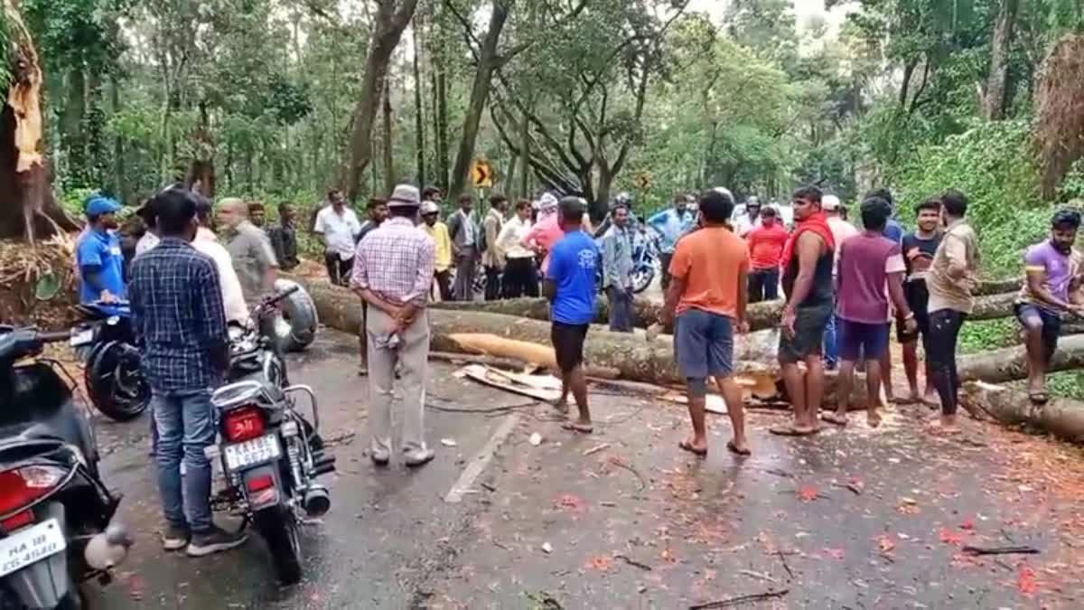 huge tree has fallen on the road.