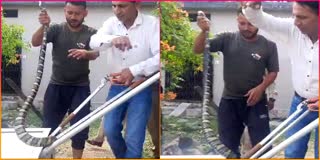 Forest department rescues king cobra