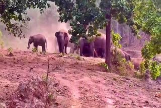 Wild elephants terror in Hazaribag