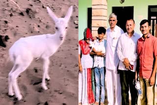 White Deer Baby Seen In Barmer