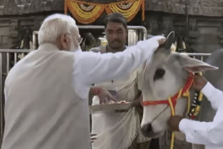 PM Narendra Modi also did 'gau pujan' accompanied by the priest at the temple on Wednesday..