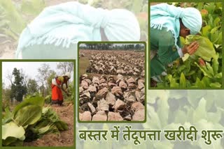 tendupatta purchase in Bastar