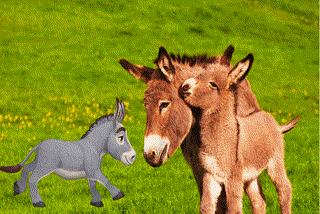World Donkey Day