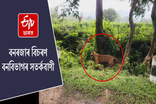 People of Kaliabor are suffering from tiger scare