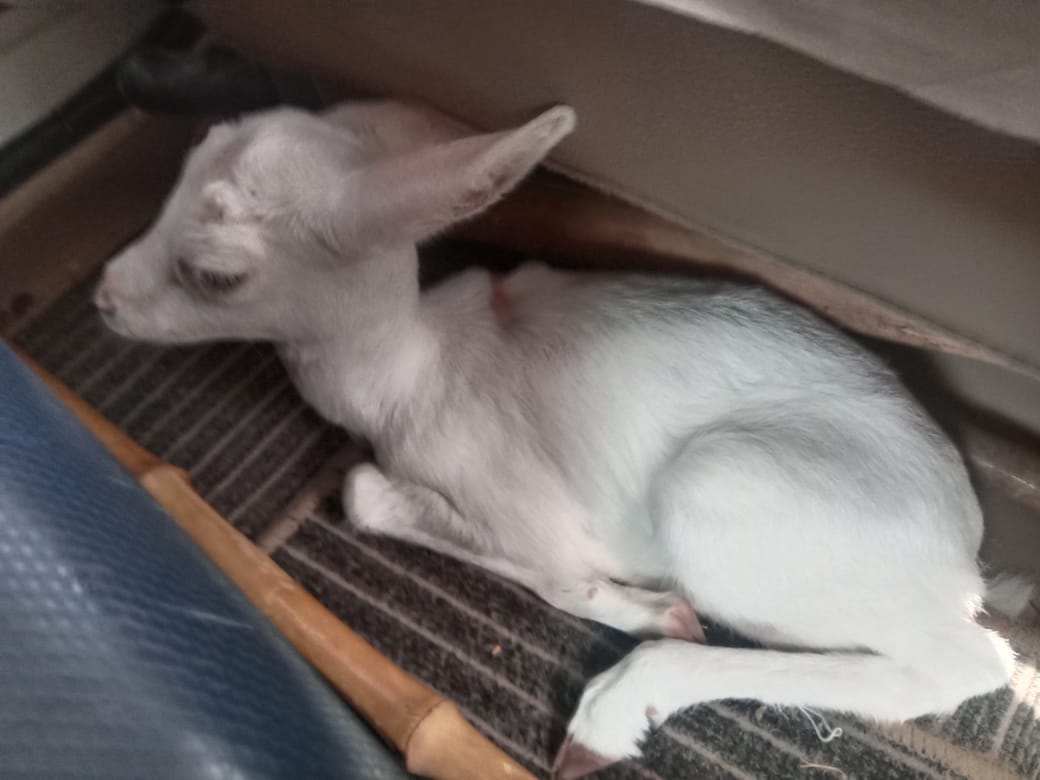 White Deer Baby Seen In Barmer