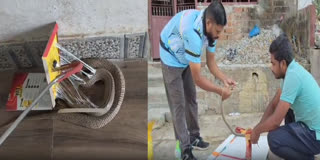 snake rescued from glue trap