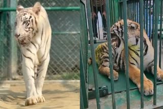 गोरखपुर जू में बाघिन की मौत.