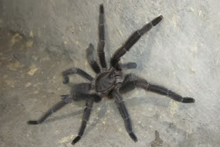 ENEMIES OF SPIDERS