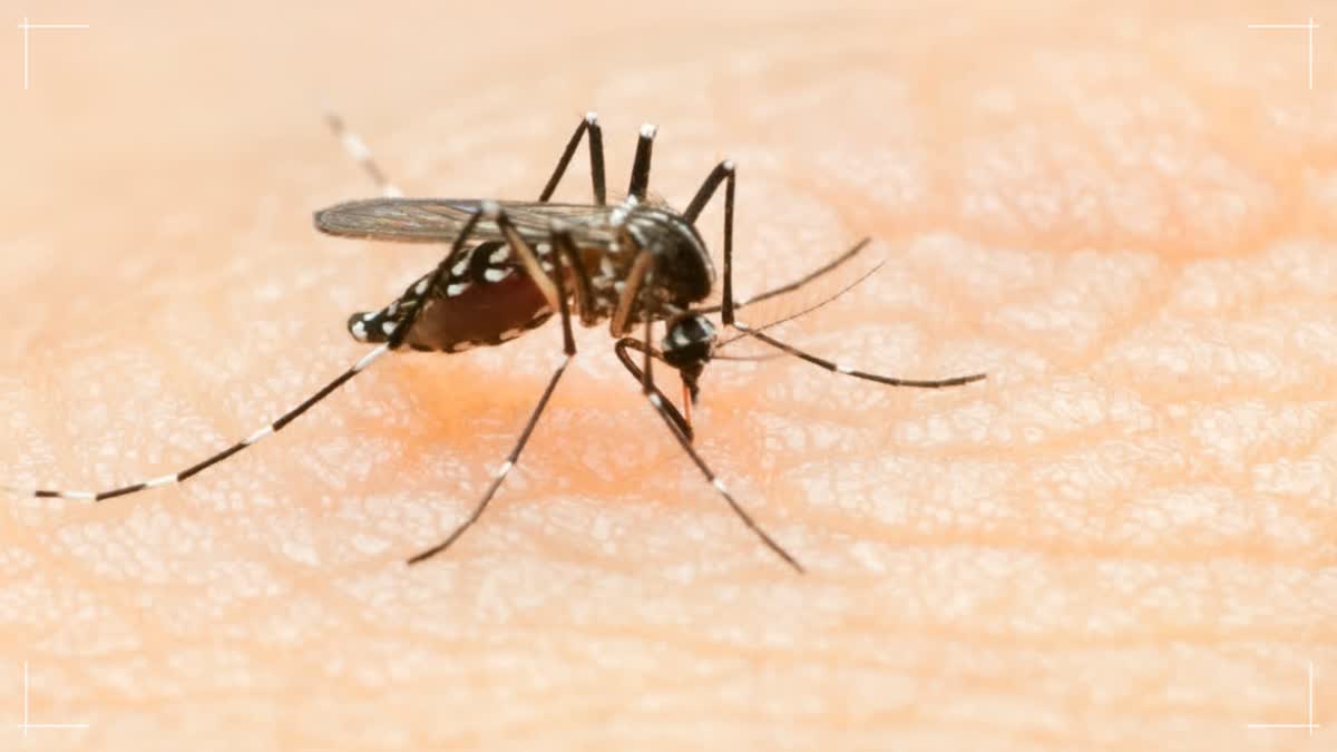 MOSQUITO BORNE DISEASE ASSAM