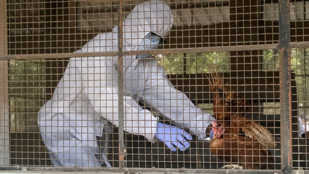 Bird flu infection in Ranchi