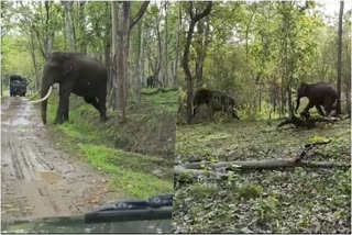 wild-elephant-chased-another-elephant