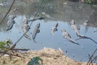 SHIVPURI JADHAV SAGAR CROCODILES