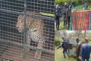 LEOPARD Photo