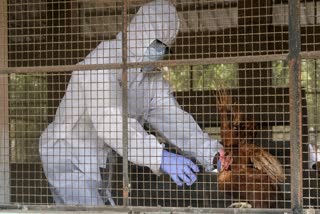 Bird flu infection in Ranchi