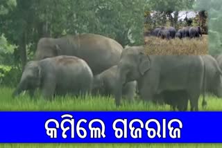 ODISHA ELEPHANT REPORT