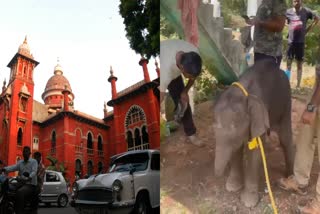 Elephant Half and Madras High Court