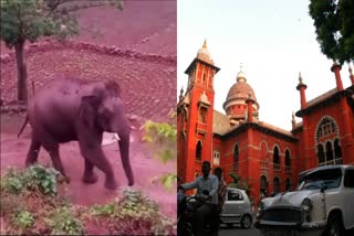 Madras High Court and Elephant Photos