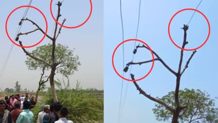 insulators tied to trees in lakhimpur kheri in up photo viral.