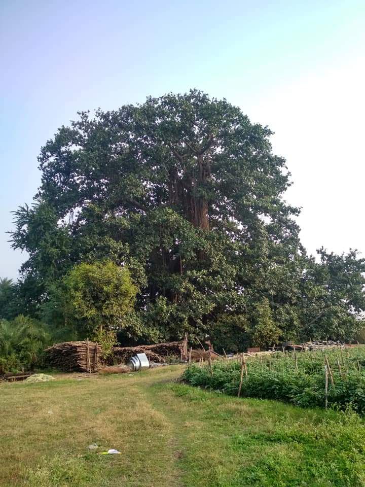 Left Crores Rupees for Banyan Tree