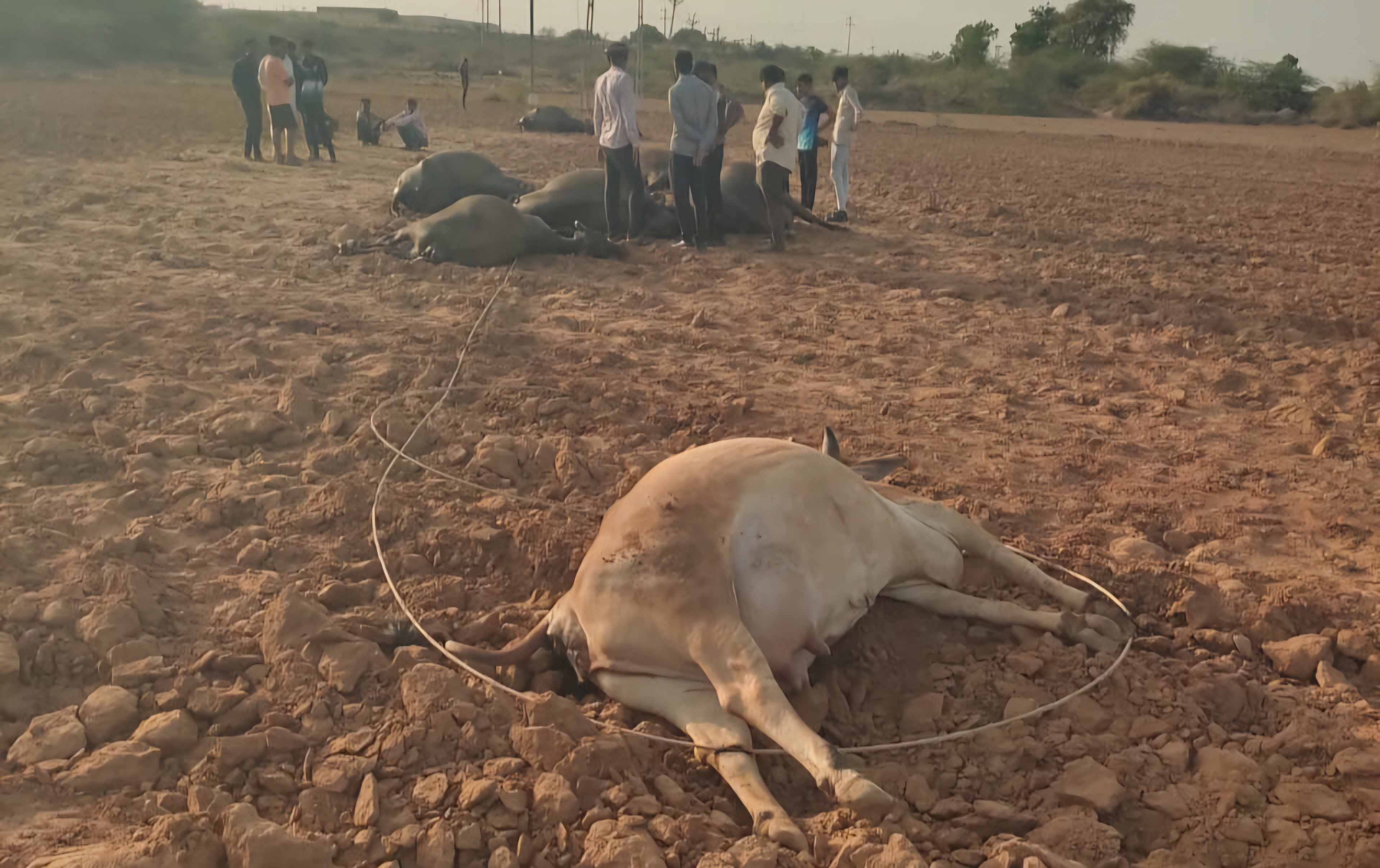 કરછમાં નેત્રા ગામની વાડીમાં ચાલુ વીજ વાયર પડતાં સાત ભેંસ અને 1 ગાયનું મોત થયું હતું.