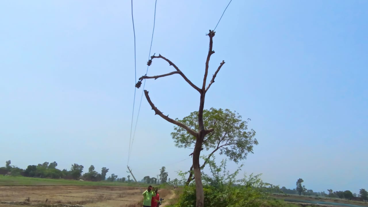 insulators tied to trees in lakhimpur kheri in up photo viral.