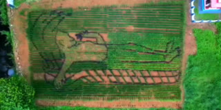 Farmer And Artist Turn Kerala Paddy Field Into Sacred Canvas