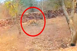 TIGER IN ROHTAS