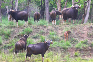 Debrigarh Sanctuary