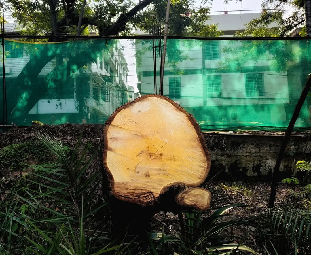 CUTTING OF TREES IN GUWAHATI