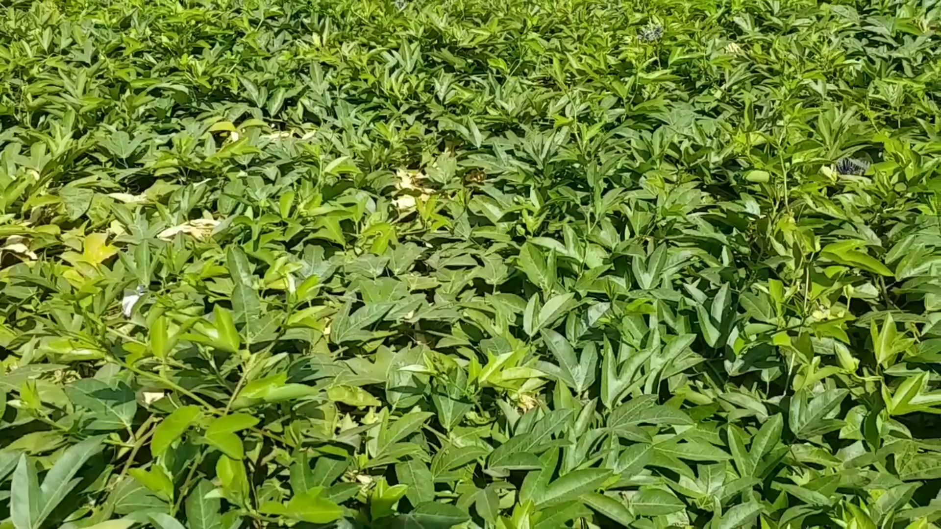 આ વેલનું નામ પાંડવ વેલ રાખવામાં આવ્યું