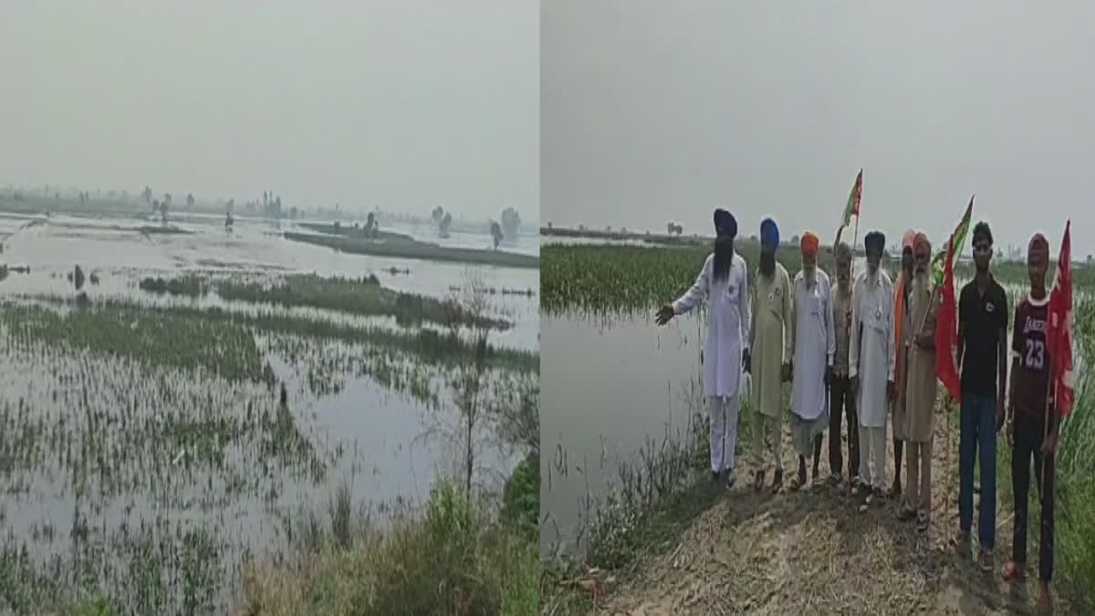 In Tarn Taran, the crops of the farmers were destroyed by submergence