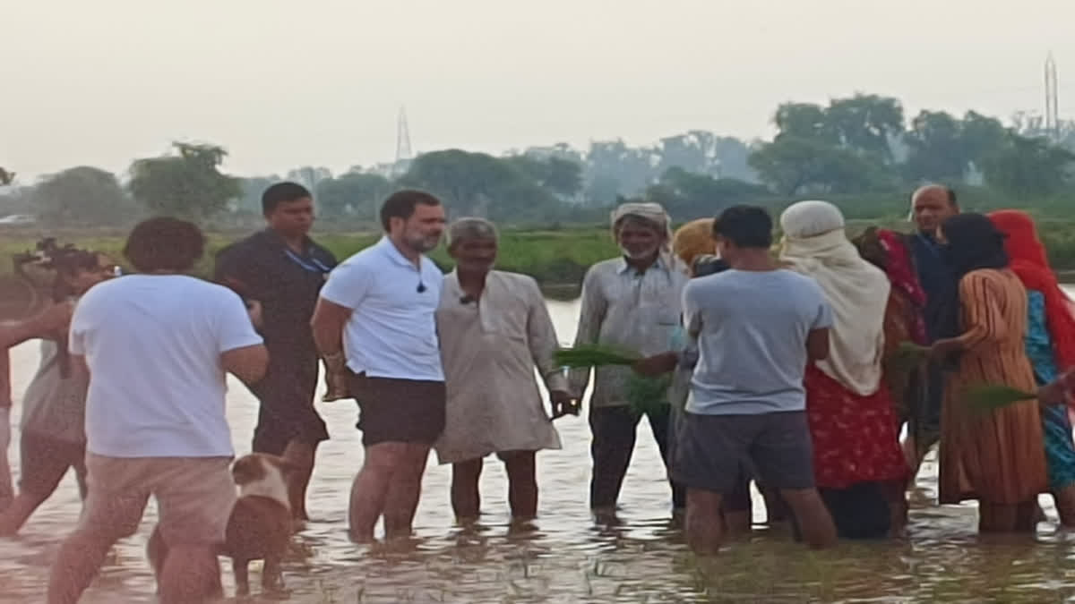 Haryana: Rahul Gandhi meets farmers in Sonipat, drives tractor