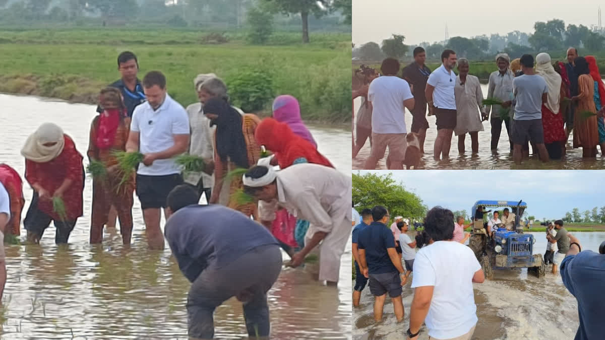 Rahul Gandhi  rahul gandhi meets farmers  rahul gandhi meets farmers in sonipat  Rahul Gandhi in sonipat haryana  Rahul Gandhi Latest News  Congress  രാഹുല്‍ ഗാന്ധി  രാഹുല്‍ ഗാന്ധി ഹരിയാന  രാഹുല്‍ ഗാന്ധി വയലില്‍  രാഹുല്‍ ഗാന്ധി കര്‍ഷകര്‍ക്കൊപ്പം വയലില്‍