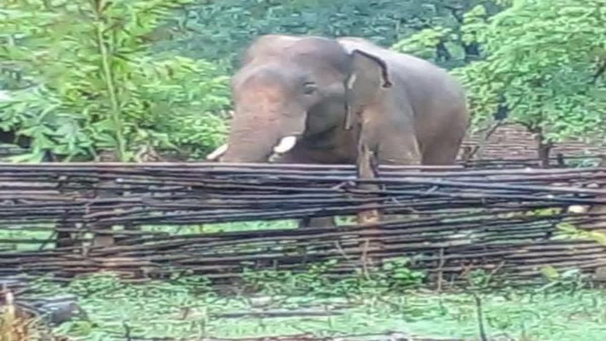Angry elephant killed villager