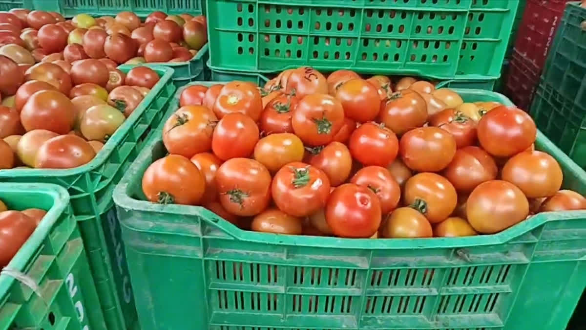 tomato price in himachal