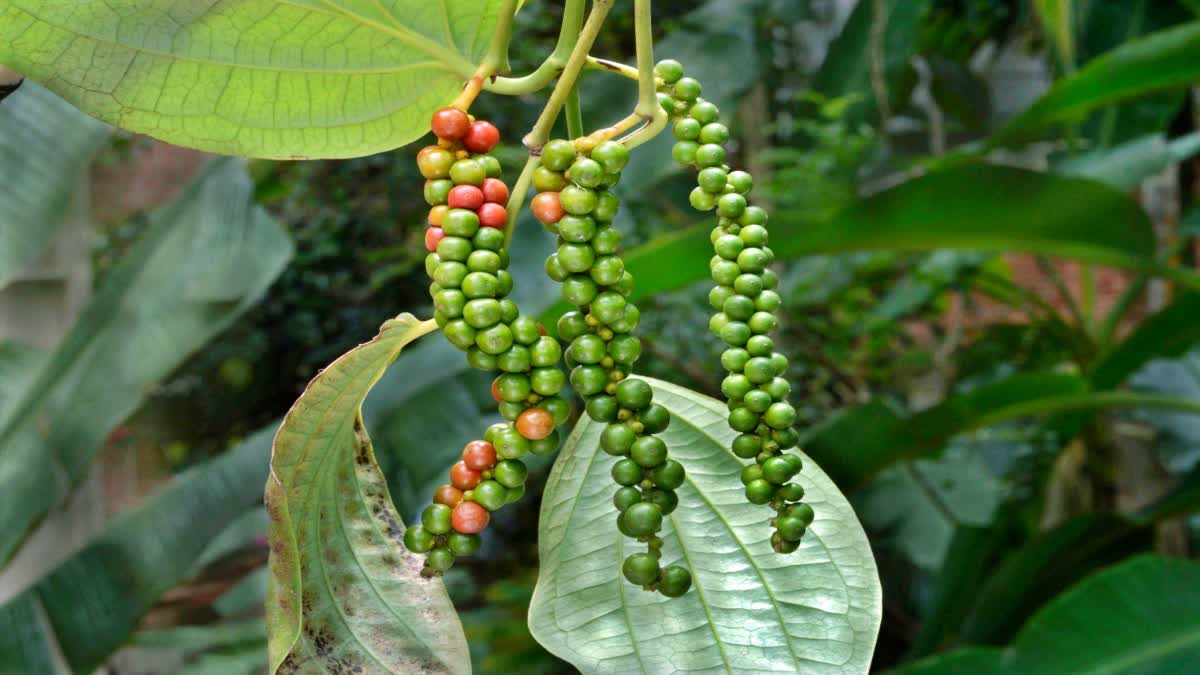 Eating black pepper more than a limit is dangerous, you will not be able to avoid these 4 big losses