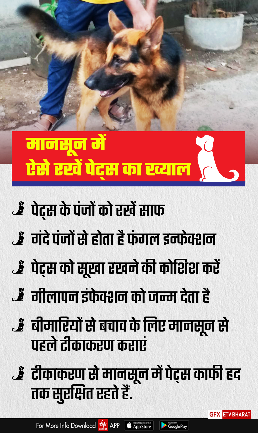 Take care of pets like this in monsoon