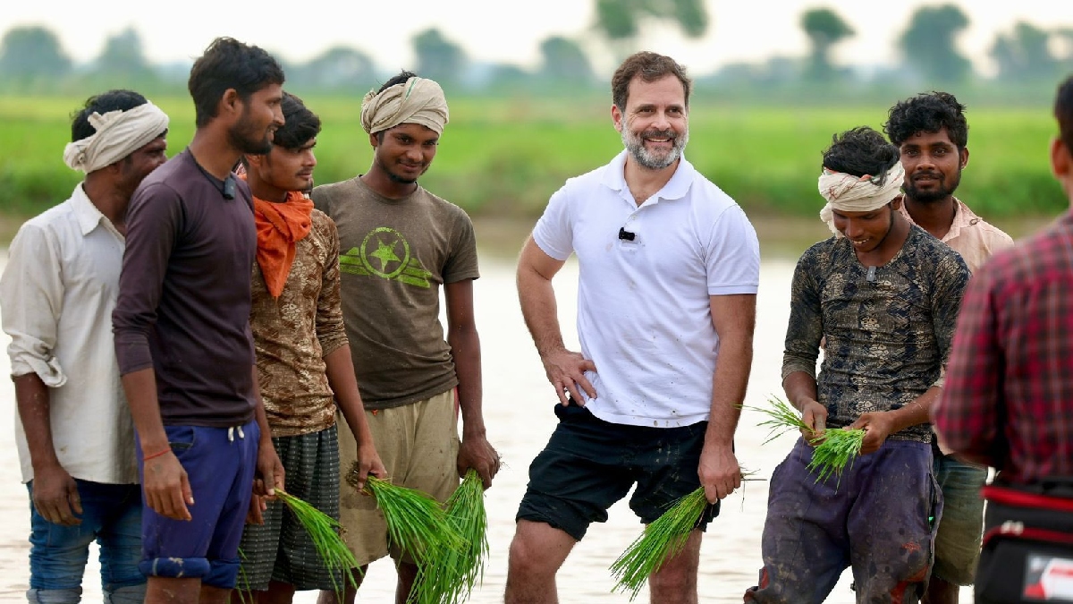 Rahul Gandhi Paddy Farming in sonipat