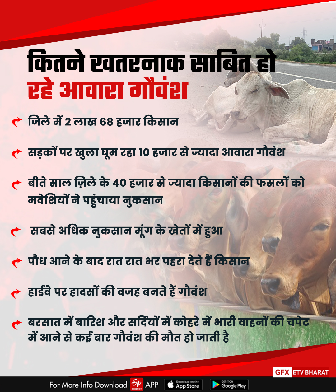 Cow protection plan of MP