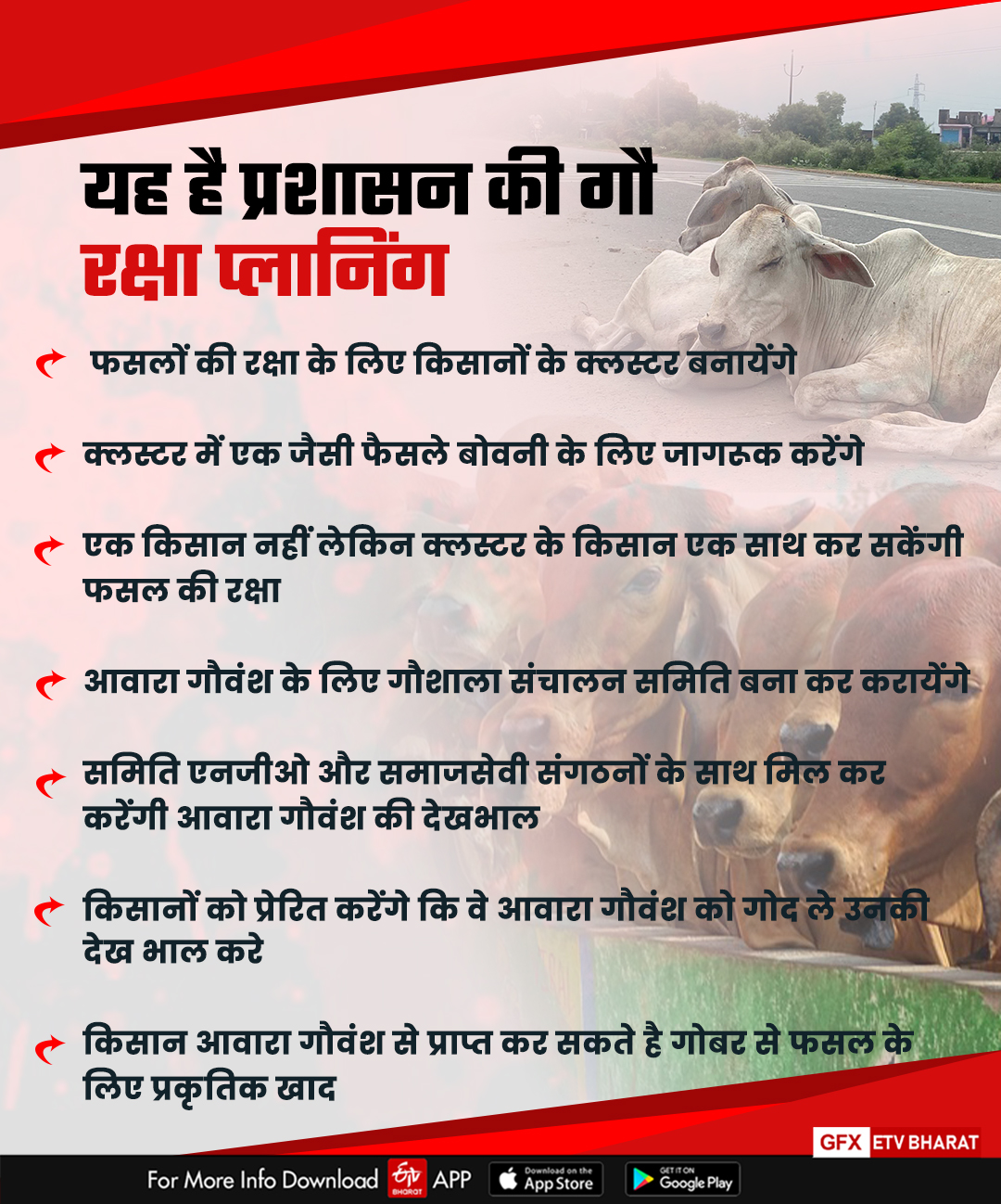 Cow protection plan of MP