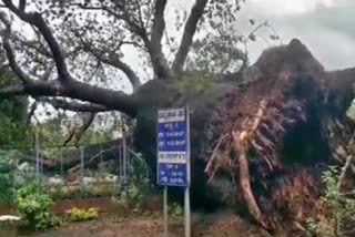 ancient tamarind tree fell down