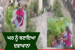 A couple is growing medicinal plants on the roof of their house in Samrala, Ludhiana