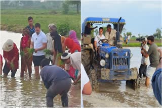 RahulGandhi planting paddy With farmers