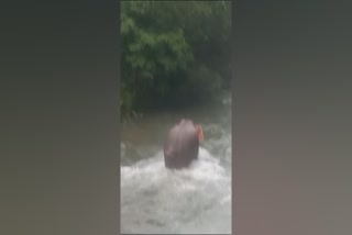 viral video of elephant  elephant  lephant passing over the fence  kannur  wild elephant  തൂക്കുവേലി മറികടന്നു പുഴ കടക്കുന്ന ആന  പുഴ കടക്കുന്ന ആന  ആന  ദൃശ്യം വൈറല്‍  കാട്ടാന  ആറളം വളയം ചാല്‍