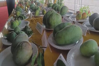 Over 300 varieties of mangoes displayed at Mela in Haryana