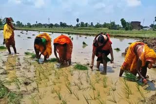 MLA Rekha Devi planted paddy with farmers