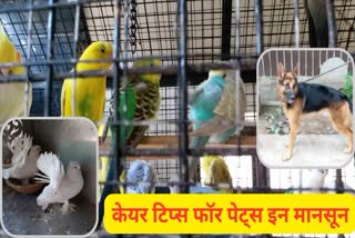Pets Care In Monsoon