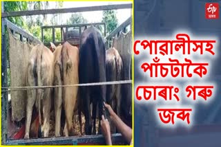 Cattle Smuggling Case