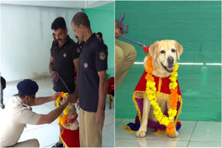 ജെനി  ജെനി വിരമിക്കൽ  ജെനി ഡോഗ്  ഡോഗ് സ്‌ക്വാഡ്  ട്രാക്കര്‍ ഡോഗ് ജെനി  നായ  idukki dog squad  Genie dog  dog jeni farewell  idukki news  Dog Genie retired from service